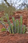Euphorbia heterochroma Ghazi u skoly Kenya 2014_1856.jpg
